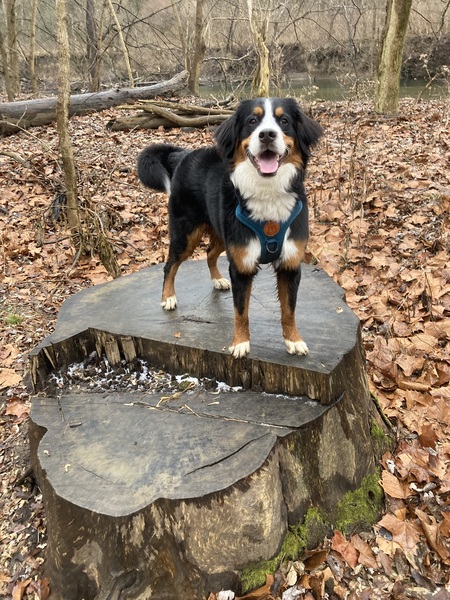 Entry image for Gemma . Clicking this image will show a larger photo