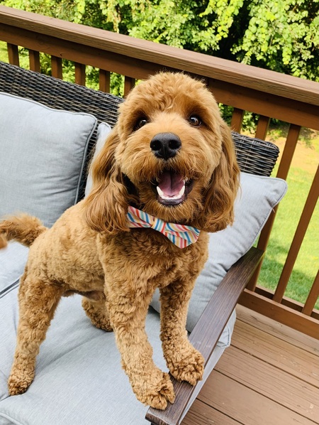 Entry image for Baxter. Clicking this image will show a larger photo