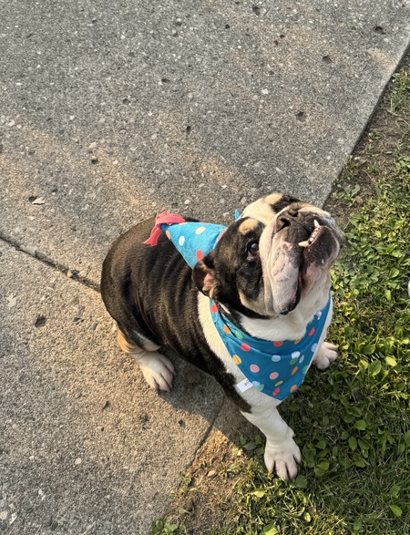 Entry image for Bentley . Clicking this image will show a larger photo