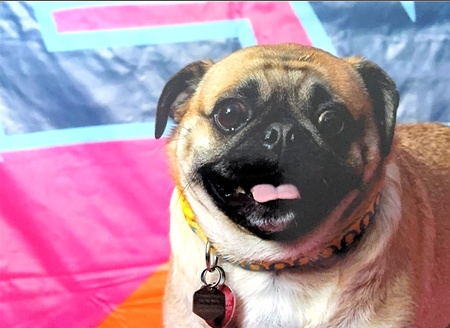 Entry image for Spyro. Clicking this image will show a larger photo