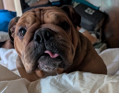 Entry image for Georgie . Clicking this image will show a larger photo