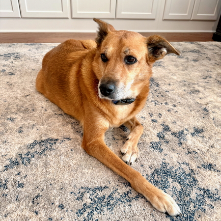 Entry image for Buddy. Clicking this image will show a larger photo