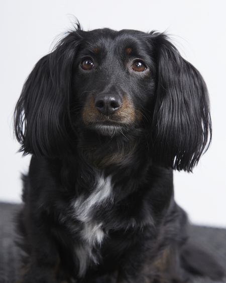 Entry image for Stella. Clicking this image will show a larger photo