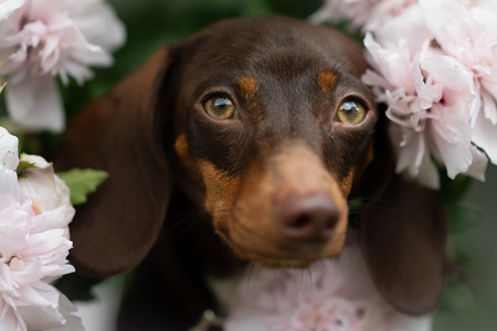 Entry image for Sterling. Clicking this image will show a larger photo