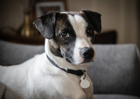 Entry image for Luc. Clicking this image will show a larger photo