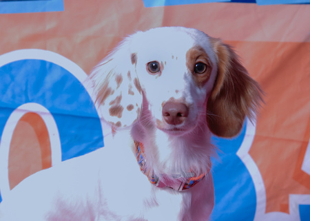 Entry image for Milo. Clicking this image will show a larger photo