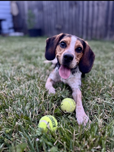 Entry image for Remi. Clicking this image will show a larger photo