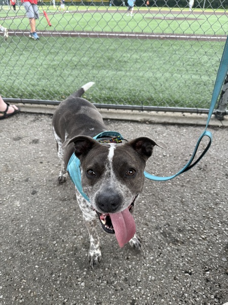 Entry image for Quinn. Clicking this image will show a larger photo