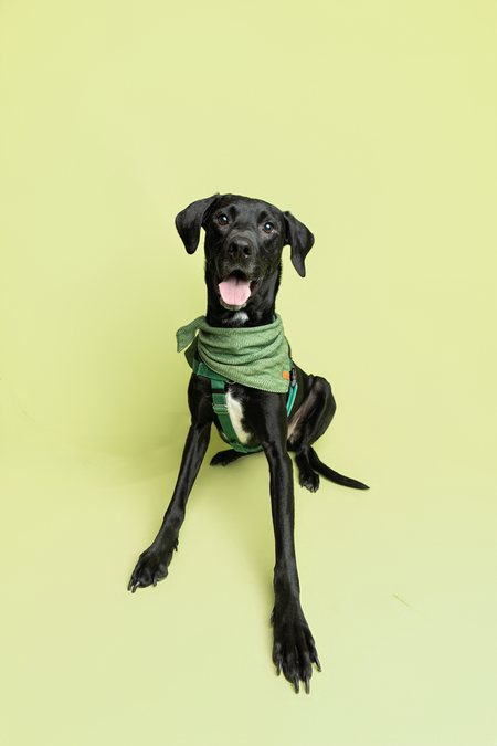 Entry image for Rorschach. Clicking this image will show a larger photo