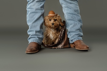 Entry image for Sir Winston . Clicking this image will show a larger photo