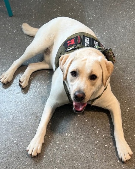 Entry image for Brodie. Clicking this image will show a larger photo