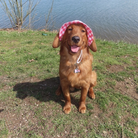 Entry image for Harper . Clicking this image will show a larger photo