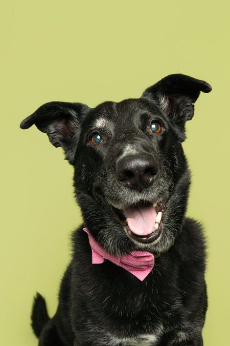 Entry image for Zander. Clicking this image will show a larger photo