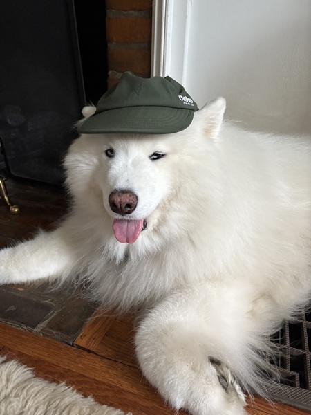 Entry image for Dakota. Clicking this image will show a larger photo