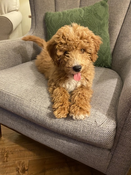 Entry image for Manny. Clicking this image will show a larger photo