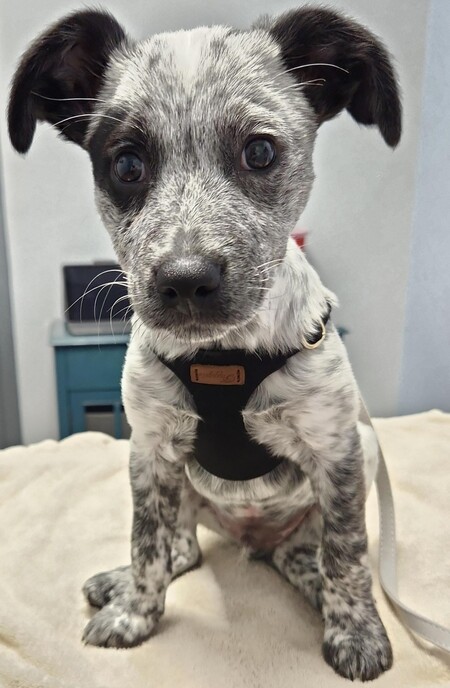 Entry image for Cowboy. Clicking this image will show a larger photo