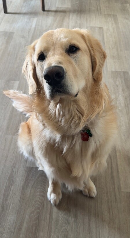 Entry image for Cooper . Clicking this image will show a larger photo