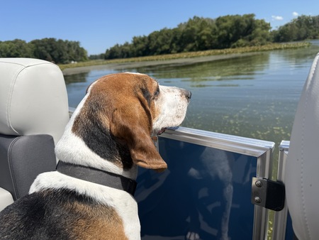 Entry image for Patrick the Coonhound. Clicking this image will show a larger photo