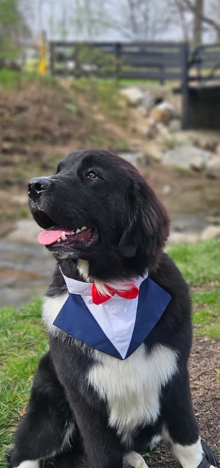 Entry image for Murphy. Clicking this image will show a larger photo