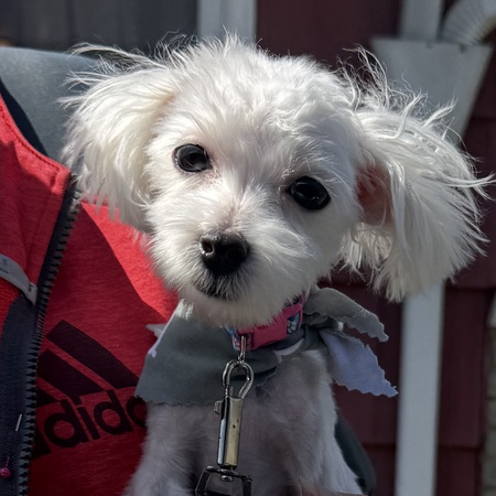 Entry image for Lilly Belle. Clicking this image will show a larger photo