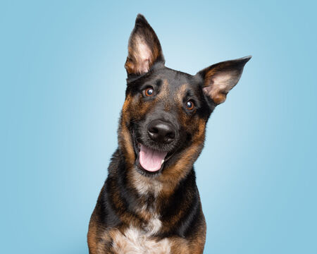 Entry image for Donner. Clicking this image will show a larger photo