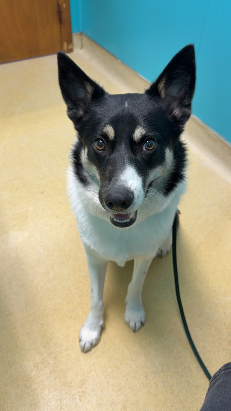 Entry image for Petey. Clicking this image will show a larger photo