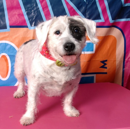 Entry image for Benji. Clicking this image will show a larger photo