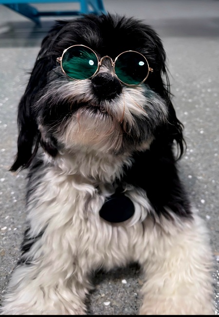 Entry image for Cooper. Clicking this image will show a larger photo