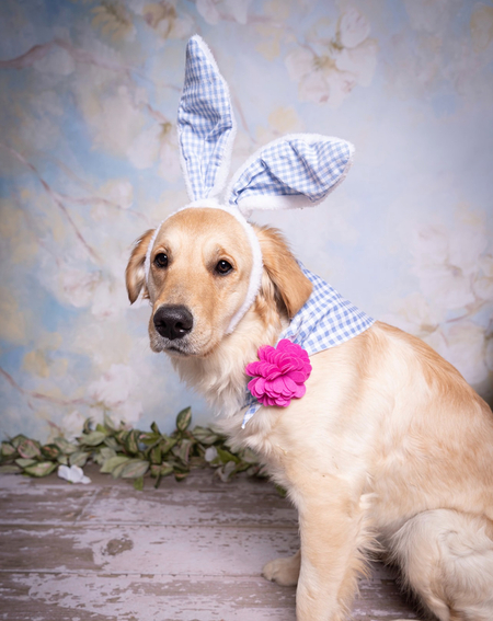 Entry image for Nilla Wafer. Clicking this image will show a larger photo