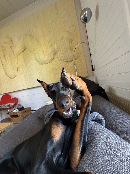 Entry image for Jinx. Clicking this image will show a larger photo