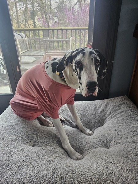 Entry image for Tiny. Clicking this image will show a larger photo