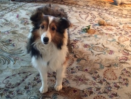 Entry image for Precious. Clicking this image will show a larger photo