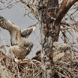 Entry image for Immature great horned owls at the nest