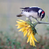 Entry image for Downey woodpecker looking for insects on sunflower