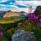 Entry image for Fireweed Summer View