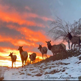 Entry image for Where the sunset meets the wild