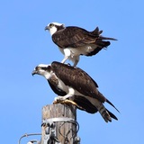 Entry image for Osprey Fighting Over Trout