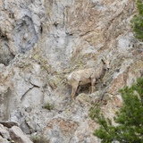 Entry image for Camouflage Is For Real!