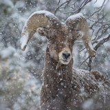 Entry image for Snowy sheep