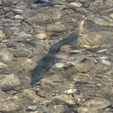 Entry image for Something Fishy