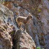 Entry image for Baby Bighorn Surveys Its World