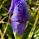 Entry image for Purple Passion