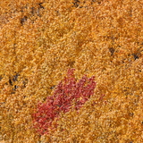 Entry image for Interlopers