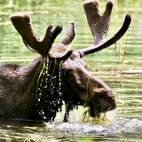 Entry image for Moose Munch