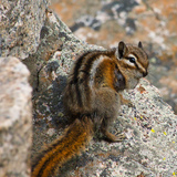 Entry image for Cheeky Chipmunk