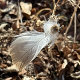 Entry image for Fall Flight