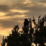 Entry image for Watching Summer's Eve