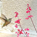 Entry image for Hungry Hummer