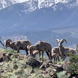 Entry image for Sheep on S Mountain