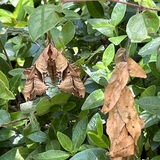 Entry image for Nature's Camouflage 